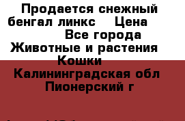 Продается снежный бенгал(линкс) › Цена ­ 25 000 - Все города Животные и растения » Кошки   . Калининградская обл.,Пионерский г.